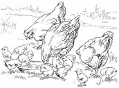 desenho de galinha para pintar