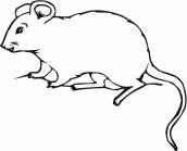 desenho de rato para colorir