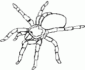 desenhos de aranhas para imprimir