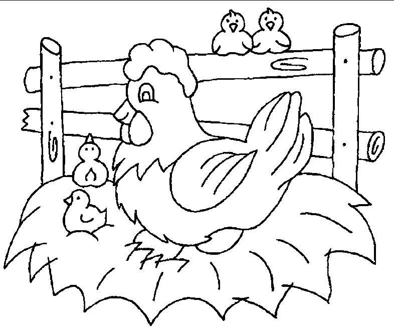 desenhos para colorir de galinhas