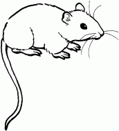 figura de rato para colorir