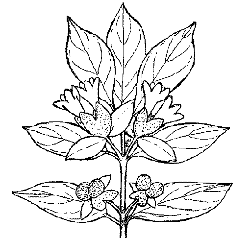 figuras de plantas para colorir