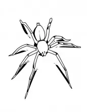 imagens de aranhas para imprimir