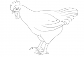 pintar a galinha