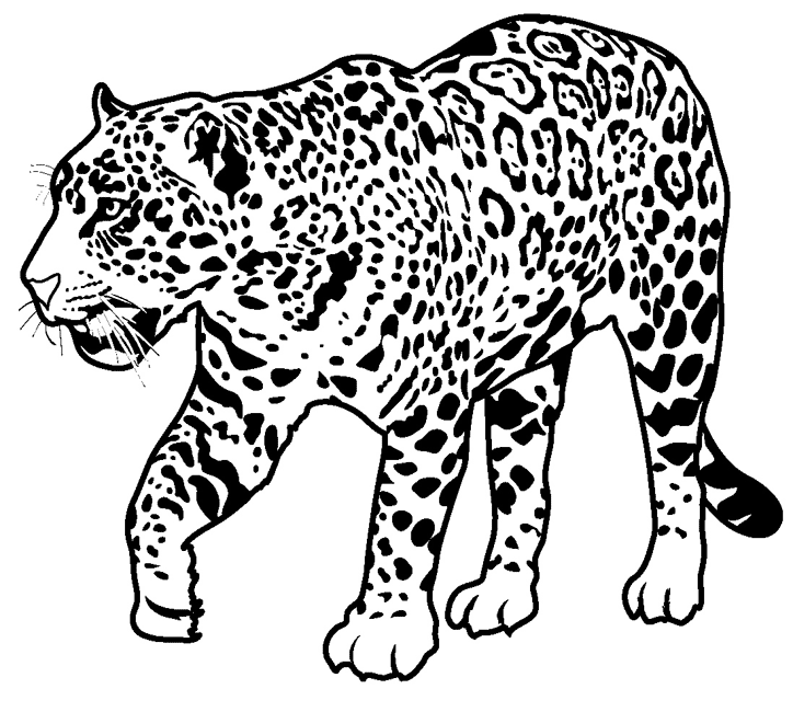 jaguar para colorir