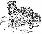 jaguar para pintar
