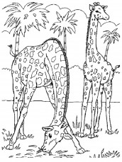 desenhos para colorir de animais fofos