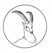 antilope para colorir