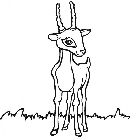 antilope para imprimir