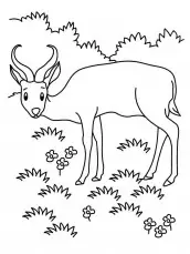 antilopes desenho para pintar