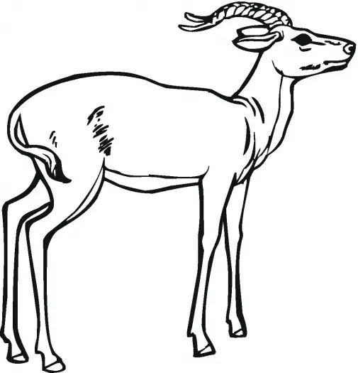 antilopes desenhos para colorir