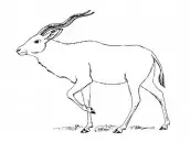 antilopes imagens para colorir