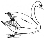 cisne para colorir