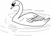 cisnes imagem para pintar