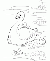 desenho de um cisne para colorir