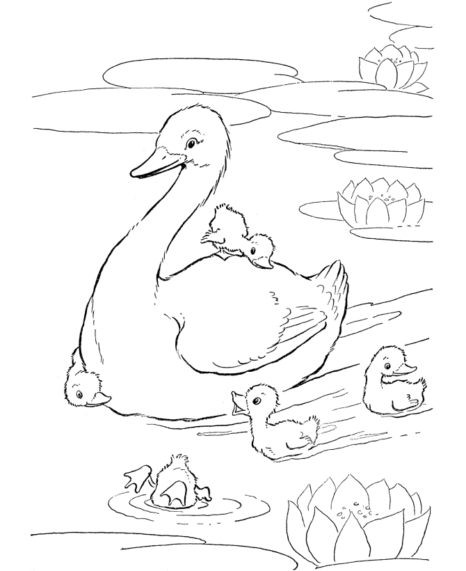 desenho de um cisne para colorir