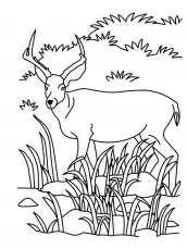 desenhos de antilope para colorir e pintar