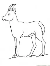 desenhos de antilope para pintar