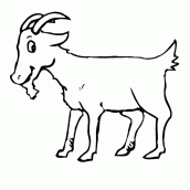 desenhos de cabra para colorir