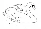 desenhos de cisne para pintar