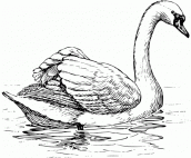 desenhos de cisnes para colorir