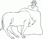 desenhos de touros de rodeio para colorir