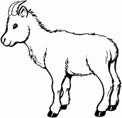 desenhos para colorir cabra