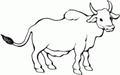 desenhos para colorir e imprimir de touros