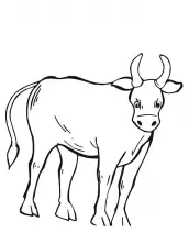 desenhos para pintar touro