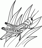 grasshopper-coloring-page-04