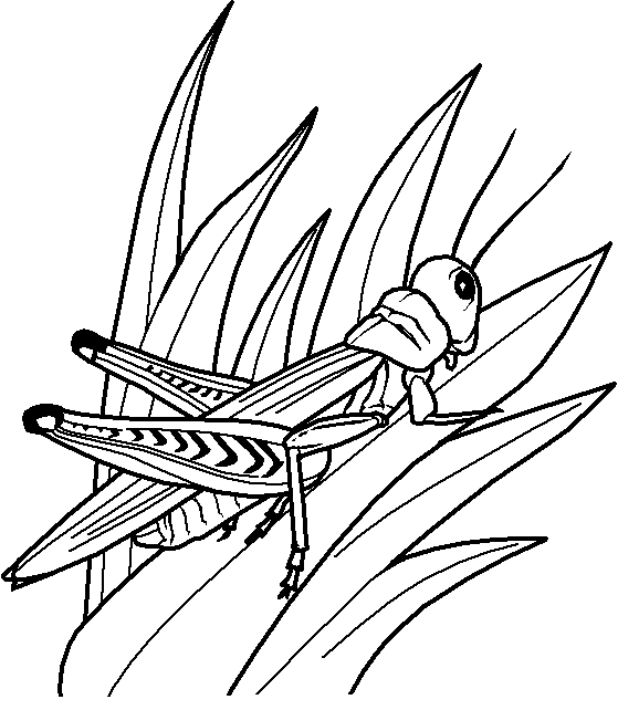 imagens para colorir de gafanhotos