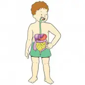 Desenhos para colorir sistema digestivo 01