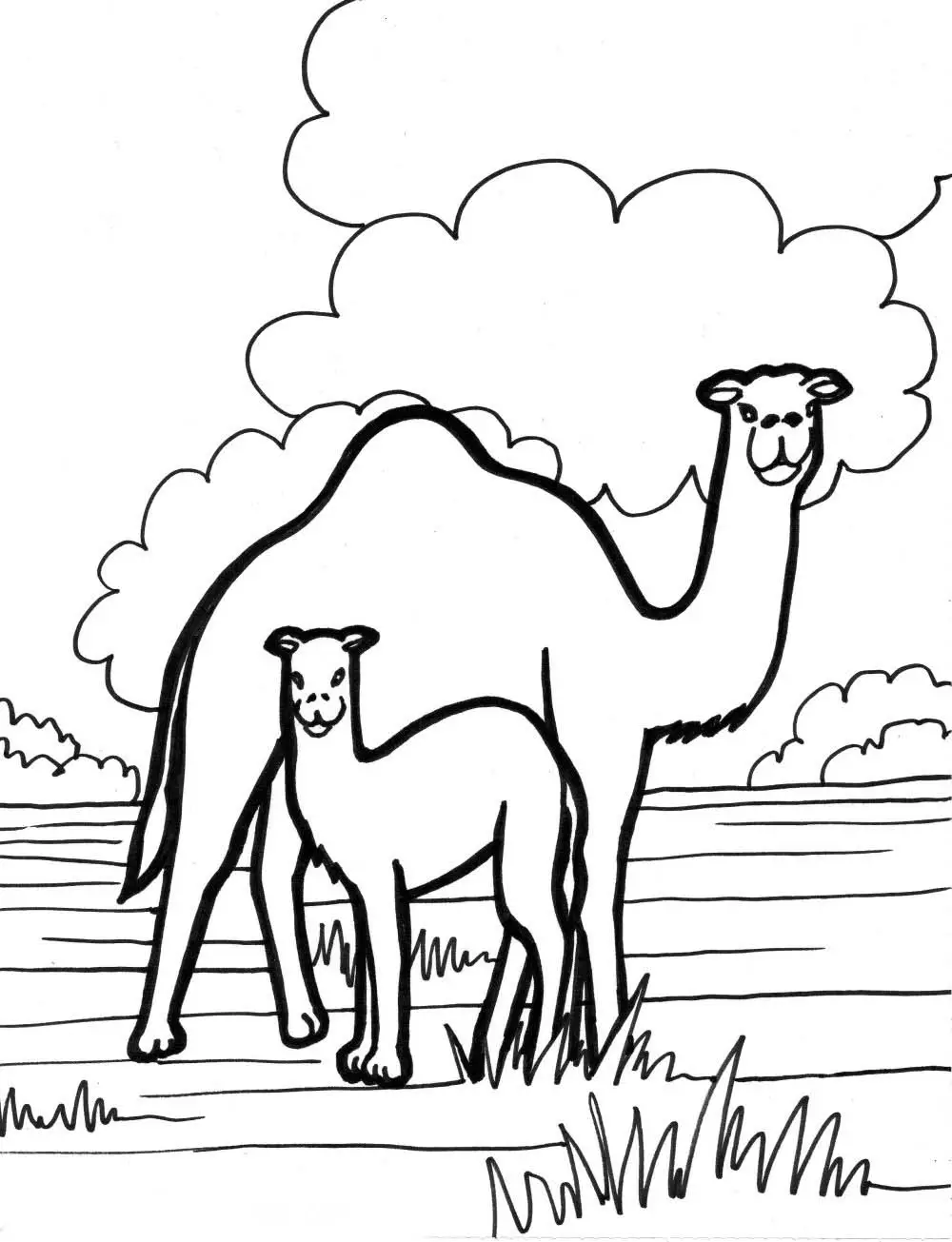 camelos para pintar