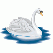 cisne