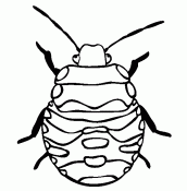 desenhos de insetos para imprimir e pintar