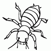 desenhos de insetos para pintar