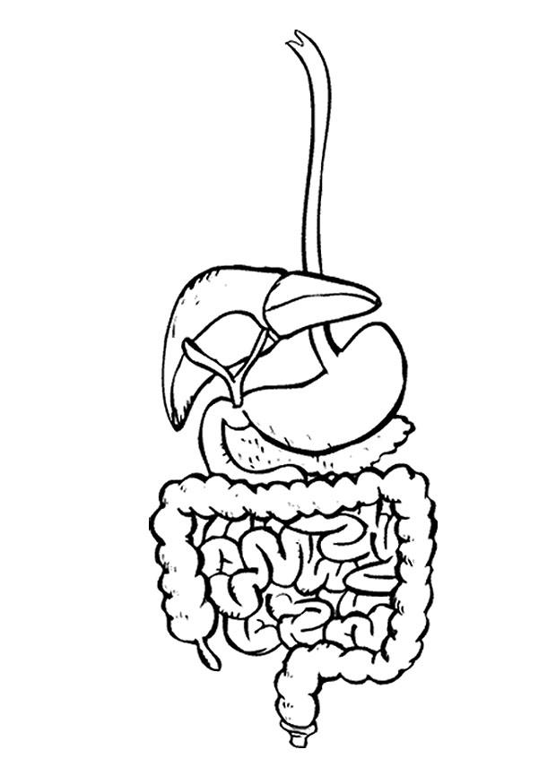 desenhos para colorir aparelho digestorio