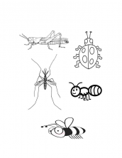 desenhos para colorir de animais e insetos