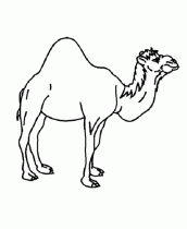desenhos para colorir de camelo