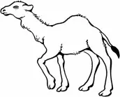 desenhos para colorir de camelos