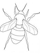 desenhos para colorir e imprimir de insetos