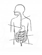 desenhos para colorir sistema digestivo