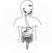 desenhos para colorir sistema digestorio