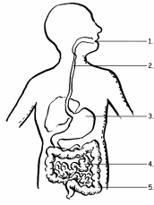 desenhos para colorir sistema digestorio