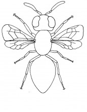 desenhos para pintar de insetos
