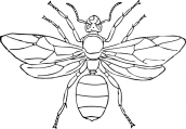 desenhos para pintar insetos