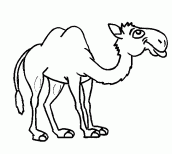 imagens de camelo para colorir