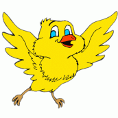 passaro