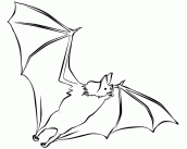 morcegos desenhos para colorir
