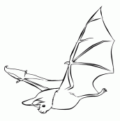 morcegos desenhos para pintar